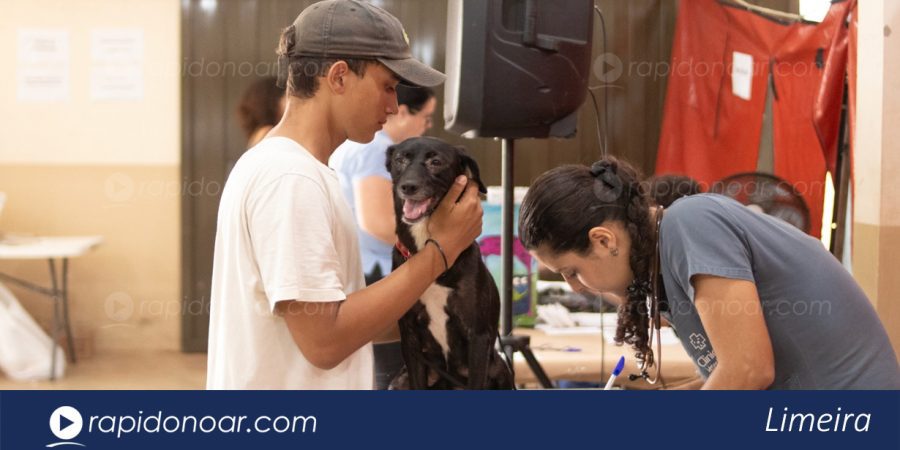 Mutirão gratuito para castração de cães e gatos tem inscrições abertas em Limeira