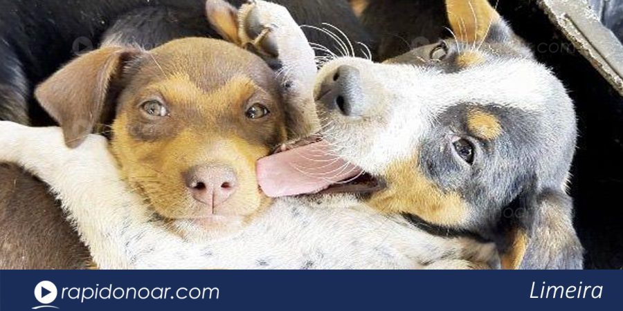 Parque Cidade em Limeira recebe evento de adoção de cães e gatos neste sábado (5)