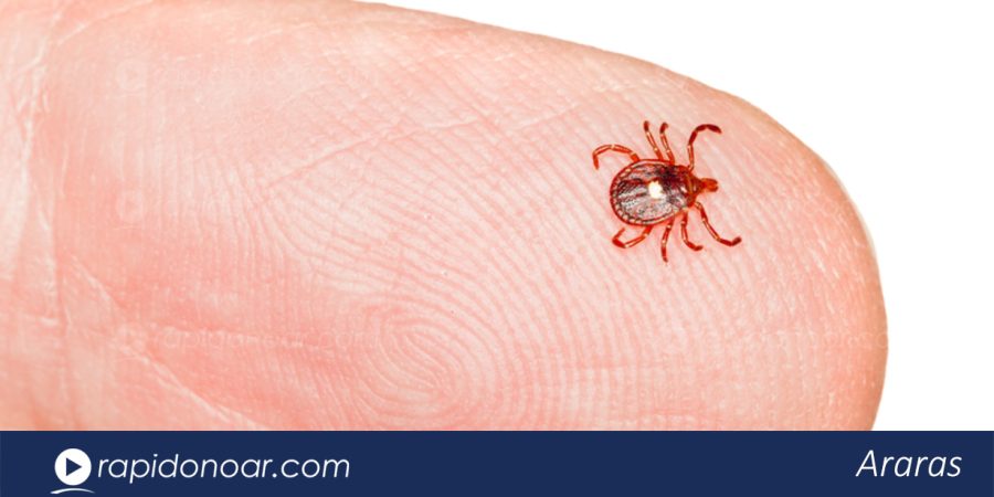 Prefeitura de Araras informa 3º óbito por febre maculosa neste ano