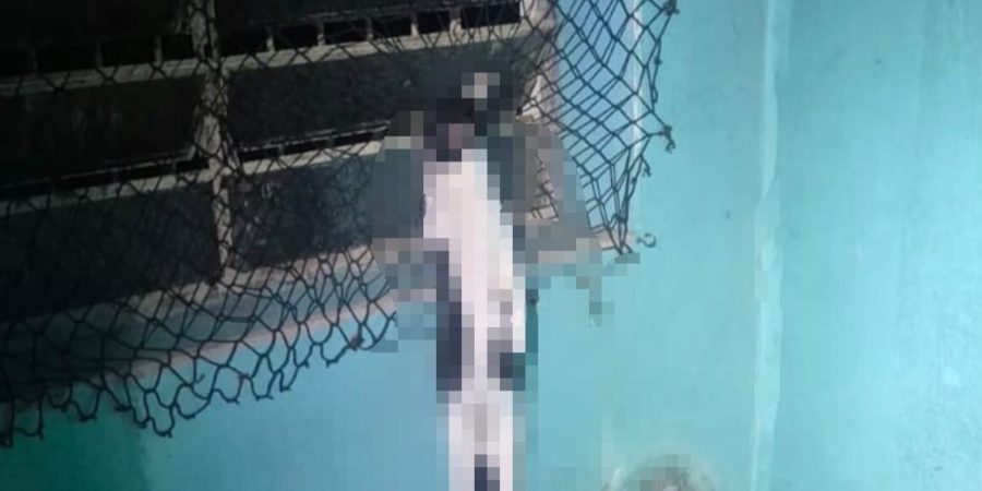 Foto: PIRANOT Após denúncia, PM encontra animais mortos e outros em situação de maus-tratos em Rio das Pedras – PIRANOT