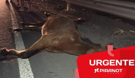Cavalo morre após ser atingido por carro e ônibus em rodovia de Piracicaba
