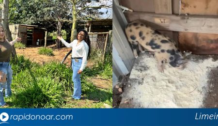 Porquinha Crispina desaparece misteriosamente após ser comprada em leilão em Limeira