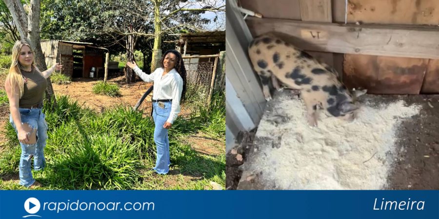 Porquinha Crispina desaparece misteriosamente após ser comprada em leilão em Limeira