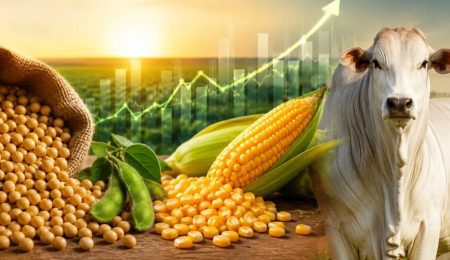 Milho recua na sexta, mas fecha a semana com alta de cerca de 1% – PIRANOT
