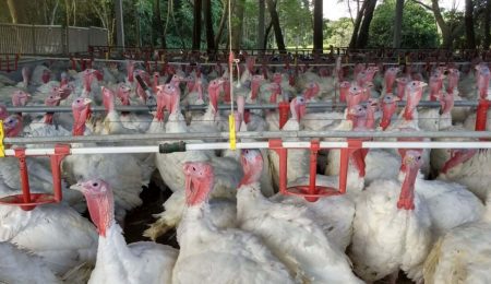 Produção de carne de peru cresce 7,4% no Brasil e chega a 137 mil toneladas