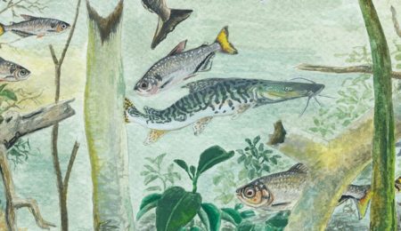 Relatório registra 2,7 mil espécies de peixes e alerta para rios da Amazônia – PIRANOT