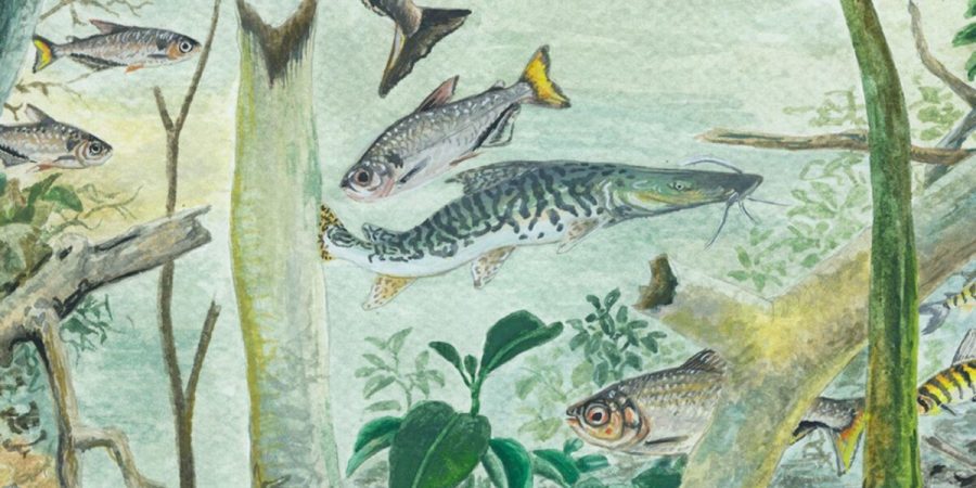 Relatório registra 2,7 mil espécies de peixes e alerta para rios da Amazônia – PIRANOT