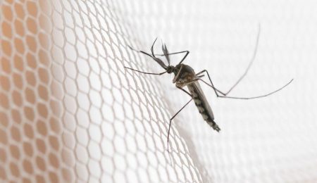 Dengue pressiona noroeste paulista; cidades lideram incidência – PIRANOT