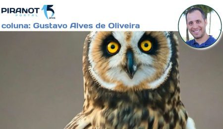 Mocho-dos-banhados é registrado raramente na zona rural de Piracicaba e chama atenção de observadores de aves – PIRANOT