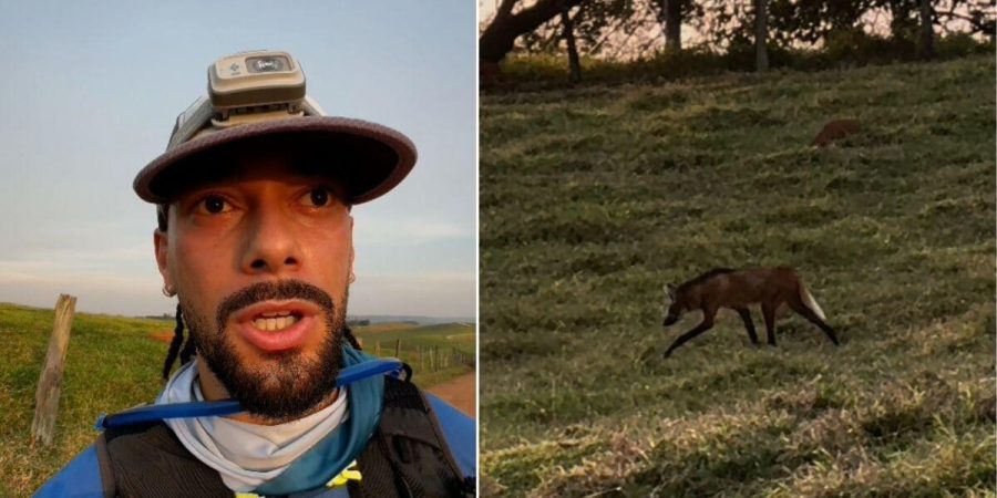 Corredor filma lobo-guará durante treino em estrada rural de Itatiba – PIRANOT