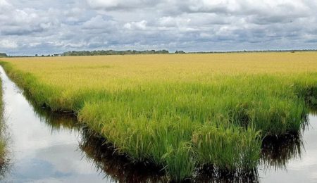 Google apoia projeto em arrozais do RS para cortar metano e remover CO₂ – PIRANOT