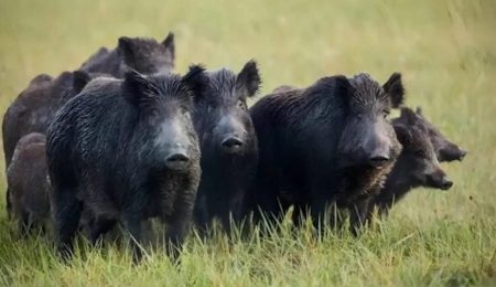 Faesp propõe ação coordenada contra javalis no campo de São Paulo – PIRANOT