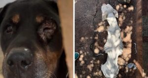Polícia Civil prende dois suspeitos por maus-tratos a cães em Campinas – PIRANOT