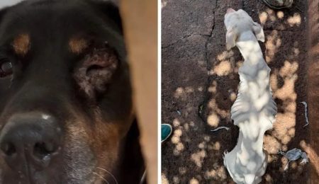 Polícia Civil prende dois suspeitos por maus-tratos a cães em Campinas – PIRANOT