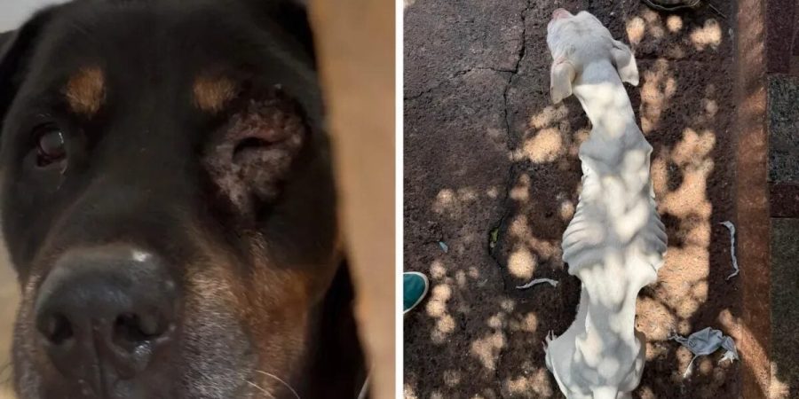 Polícia Civil prende dois suspeitos por maus-tratos a cães em Campinas – PIRANOT